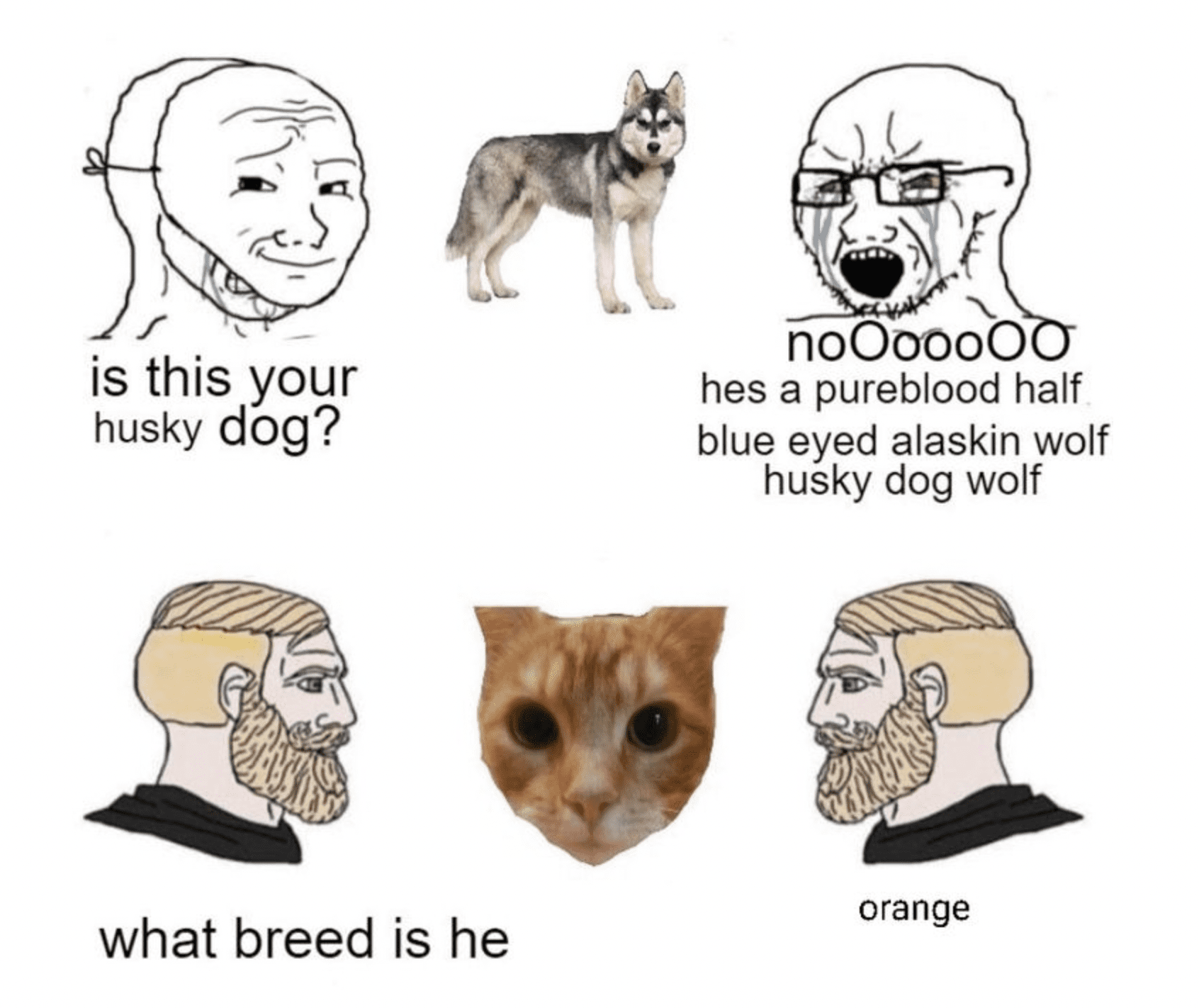 https://bram-adams.ghost.io/content/images/2023/02/what-breed-is-he-orange.png