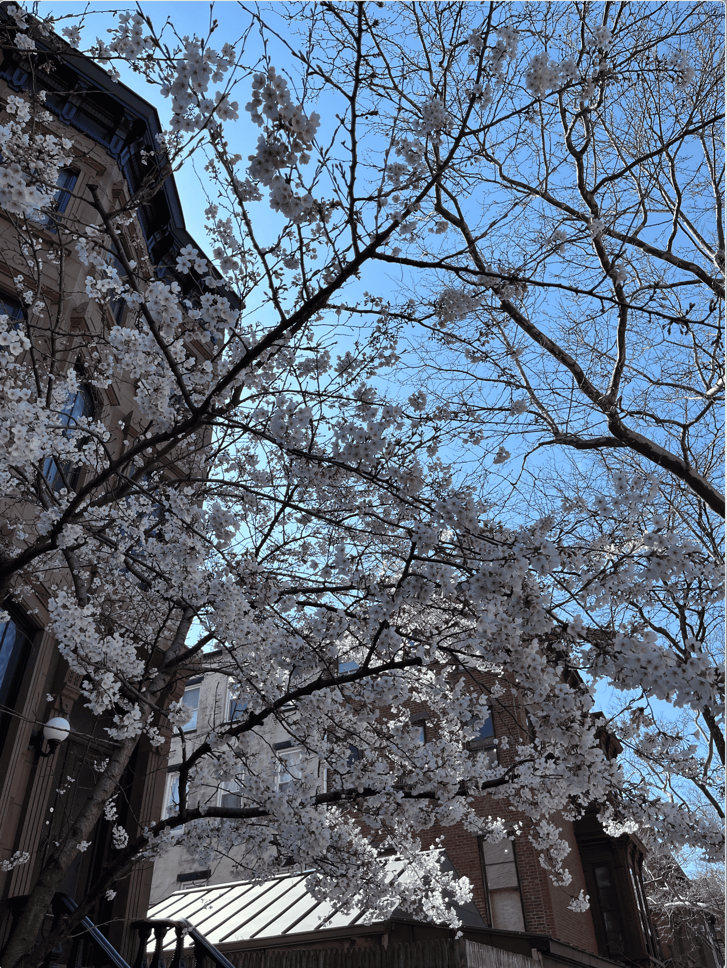 https://bram-adams.ghost.io/content/images/2023/04/cherry-blossoms-in-brooklyn.png
